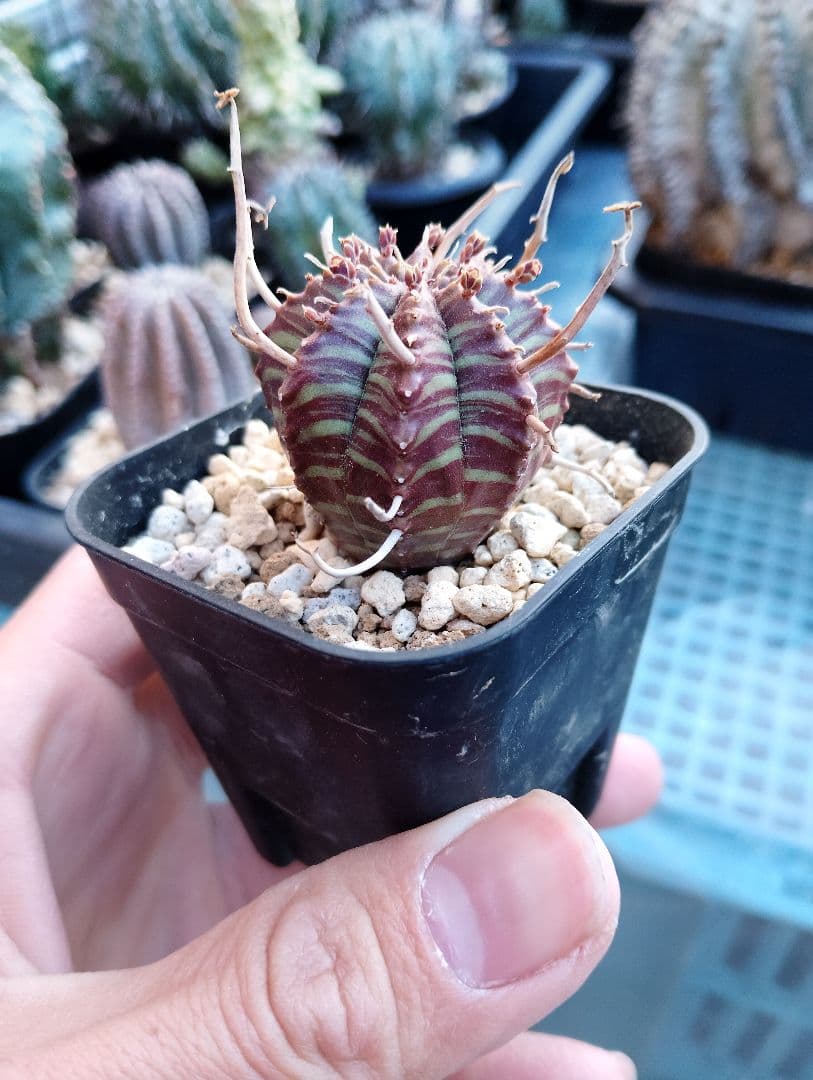 ユーフォルビア バリダ スーパーブラック