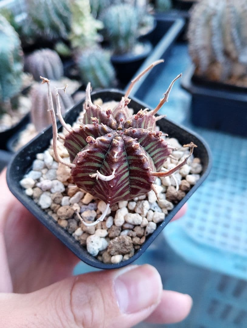 ユーフォルビア バリダ スーパーブラック