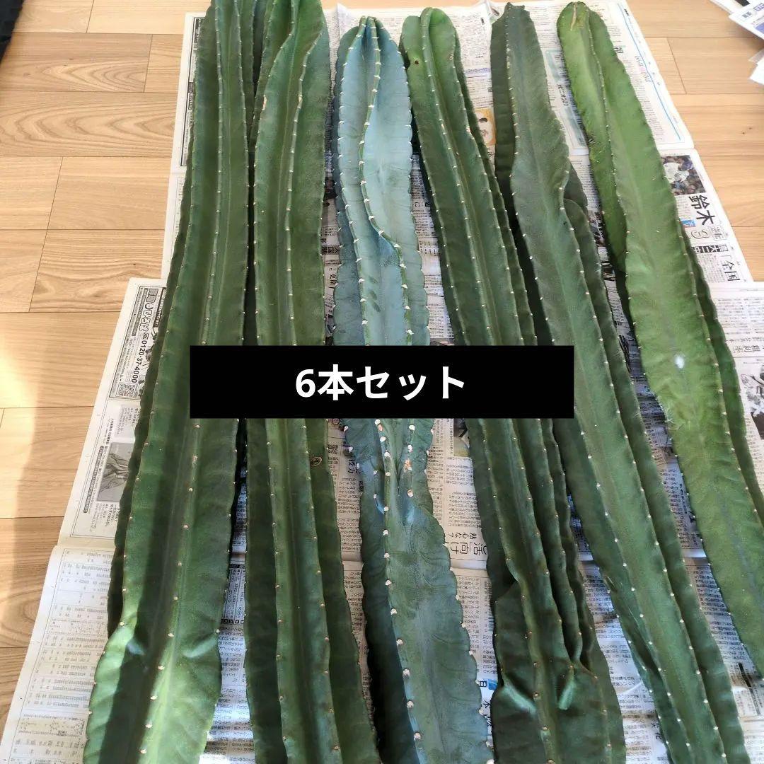 柱サボテン ６本セット　超特大　サボテン