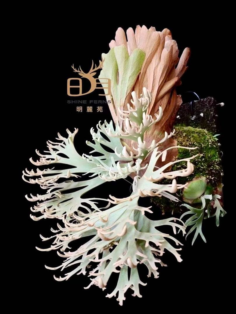 P.Totoro sporelingビカクシダ