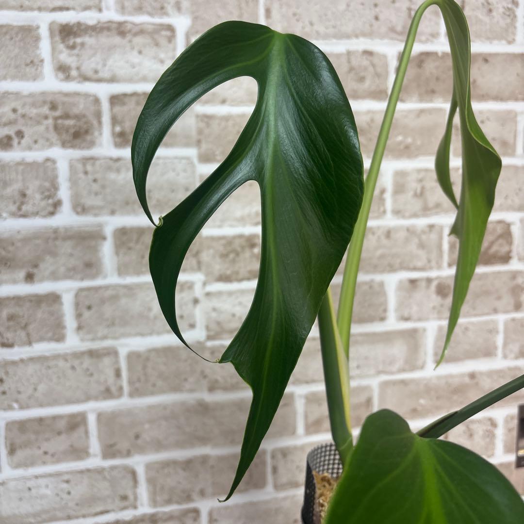 モンステラ バールマルクスフレーム ディラセラータ1