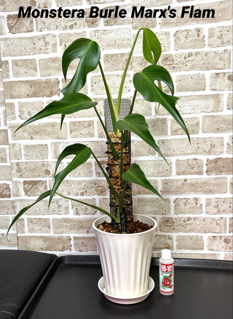 モンステラ バールマルクスフレーム ディラセラータ1