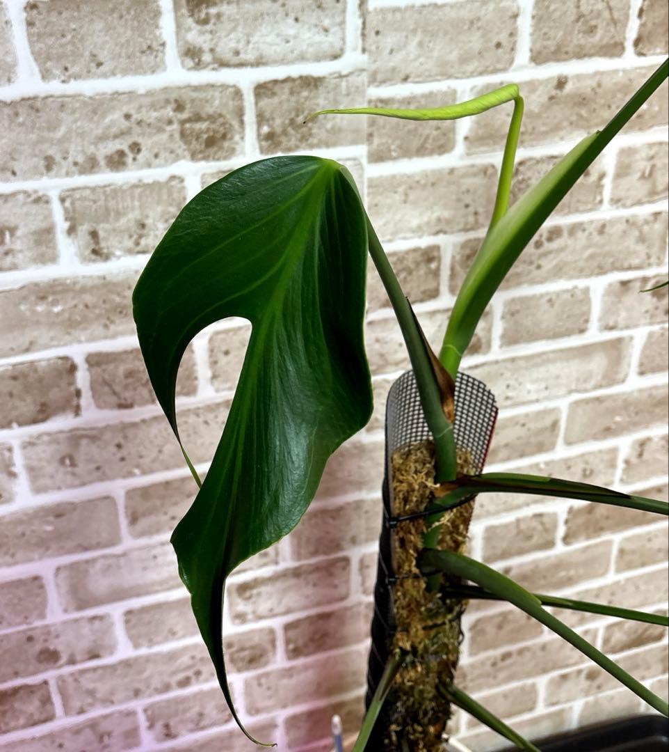 モンステラ バールマルクスフレーム ディラセラータ1