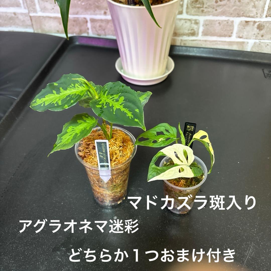 モンステラ バールマルクスフレーム ディラセラータ1