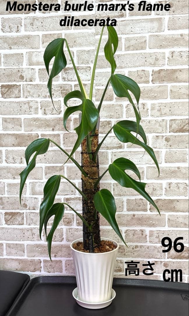 モンステラ バールマルクスフレーム ディラセラータ1
