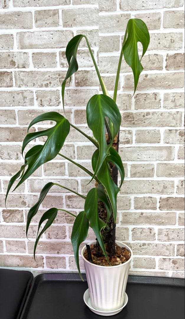 モンステラ バールマルクスフレーム ディラセラータ1