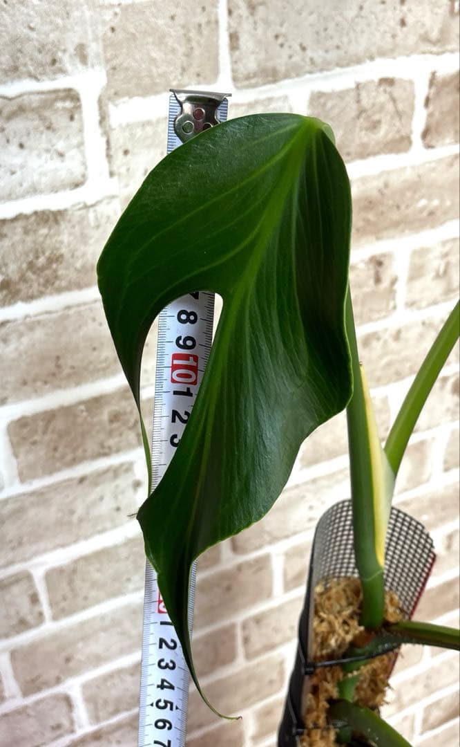 モンステラ バールマルクスフレーム ディラセラータ1