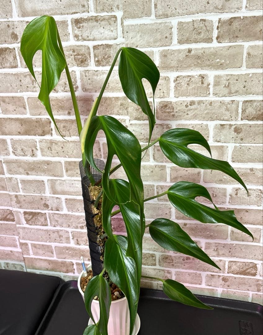 モンステラ バールマルクスフレーム ディラセラータ1