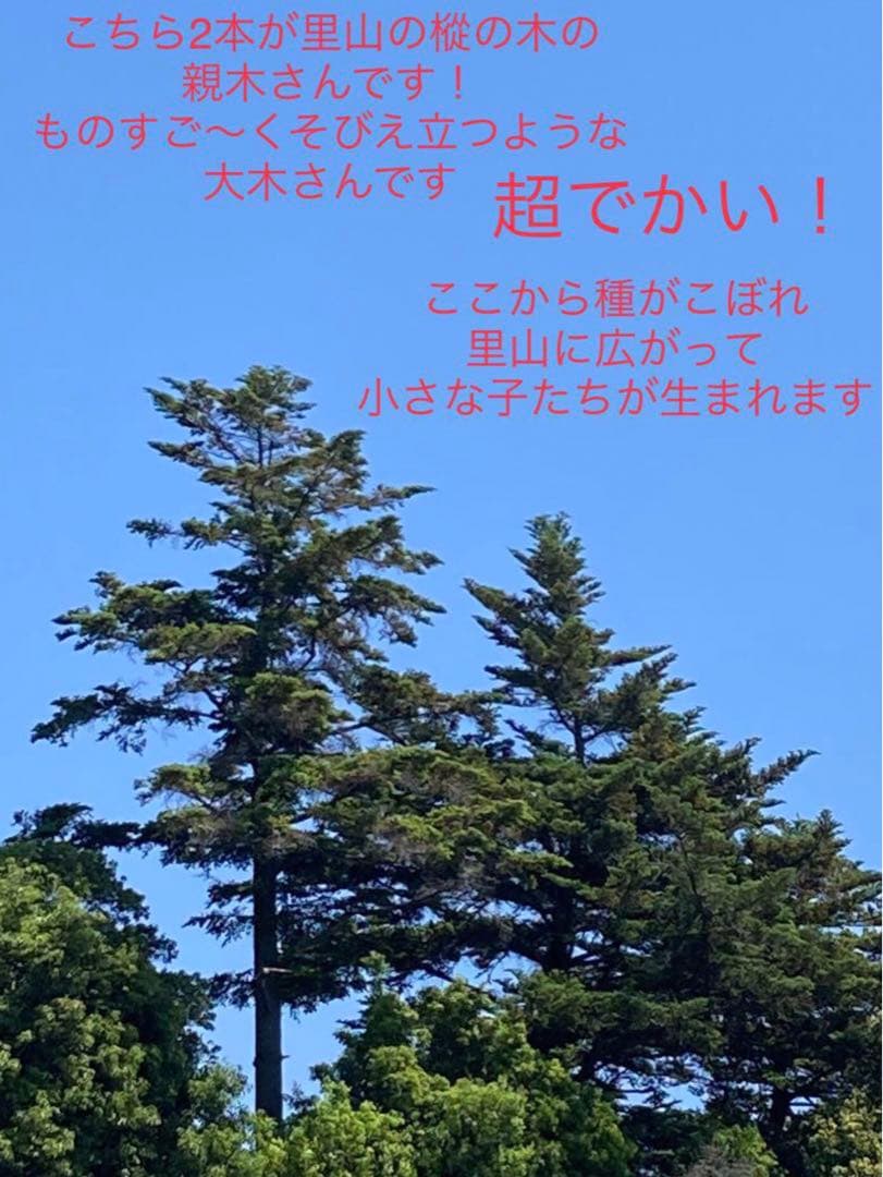 天然野生の可愛い森の樅の木さん【もみの木＊モミの木＊クリスマスツリー】