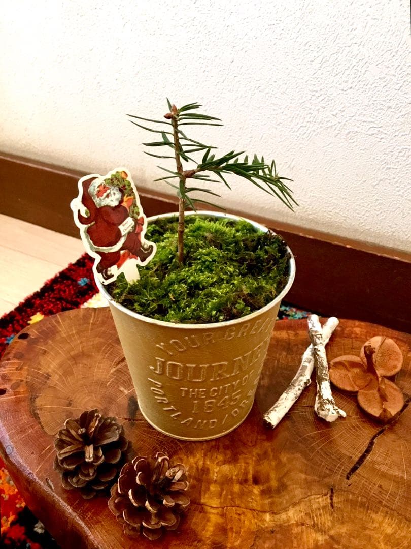天然野生の可愛い森の樅の木さん【もみの木＊モミの木＊クリスマスツリー】