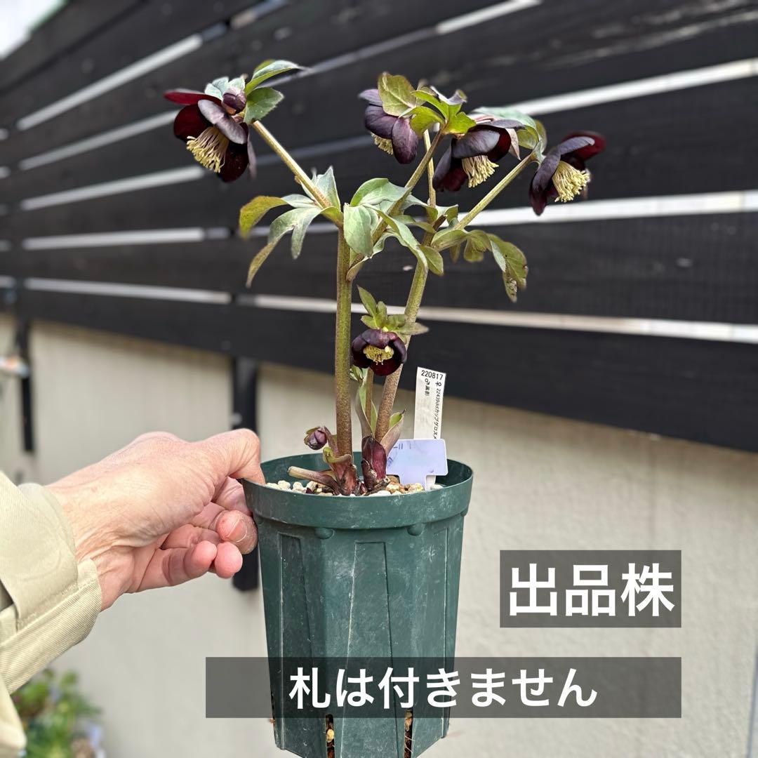 ■加藤農園■ 今季株分け クリスマスローズ メルカリ便