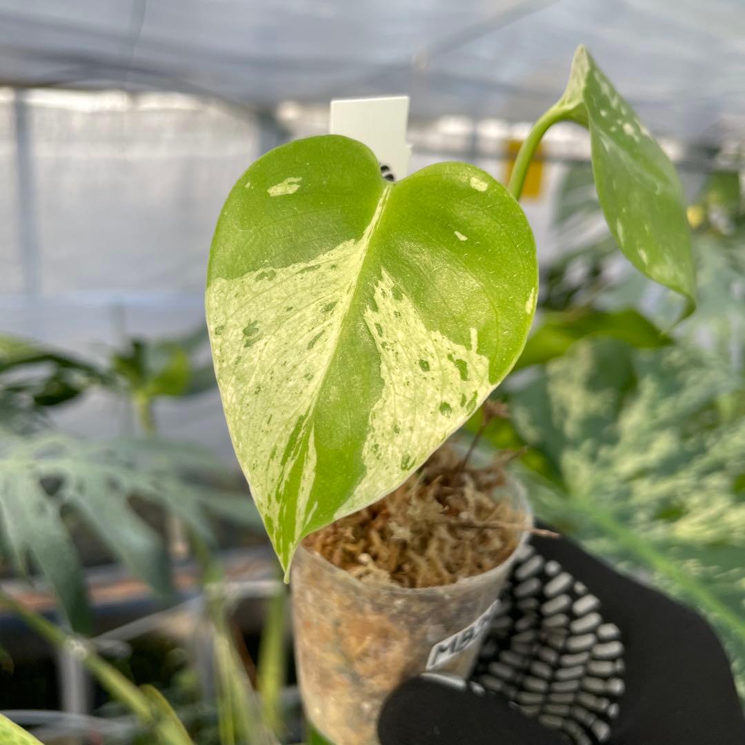 MB24モンステラ　デリシオーサ　ベトシオーサ　2寸ポリポット　ネコポス発送