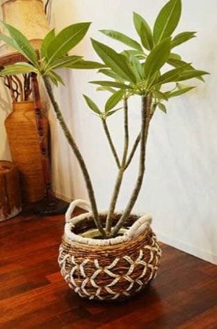 アジアン バリ島 バナナリーフ 特大 バスケット 籠 収納 家具 ランドリー