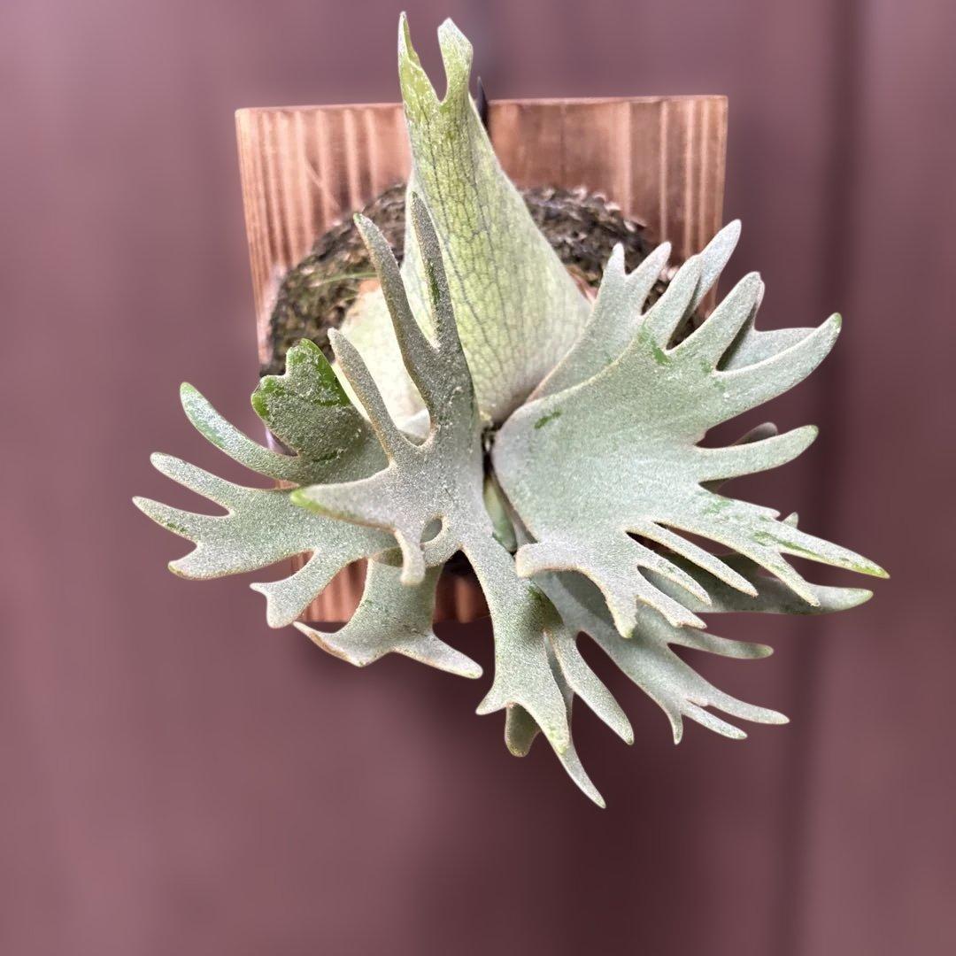 ビカクシダ　P.willinckii jade girl（晴花鹿苑）