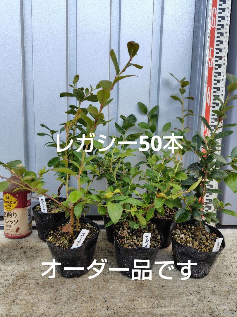 ブルーベリー苗レガシー50本セット①