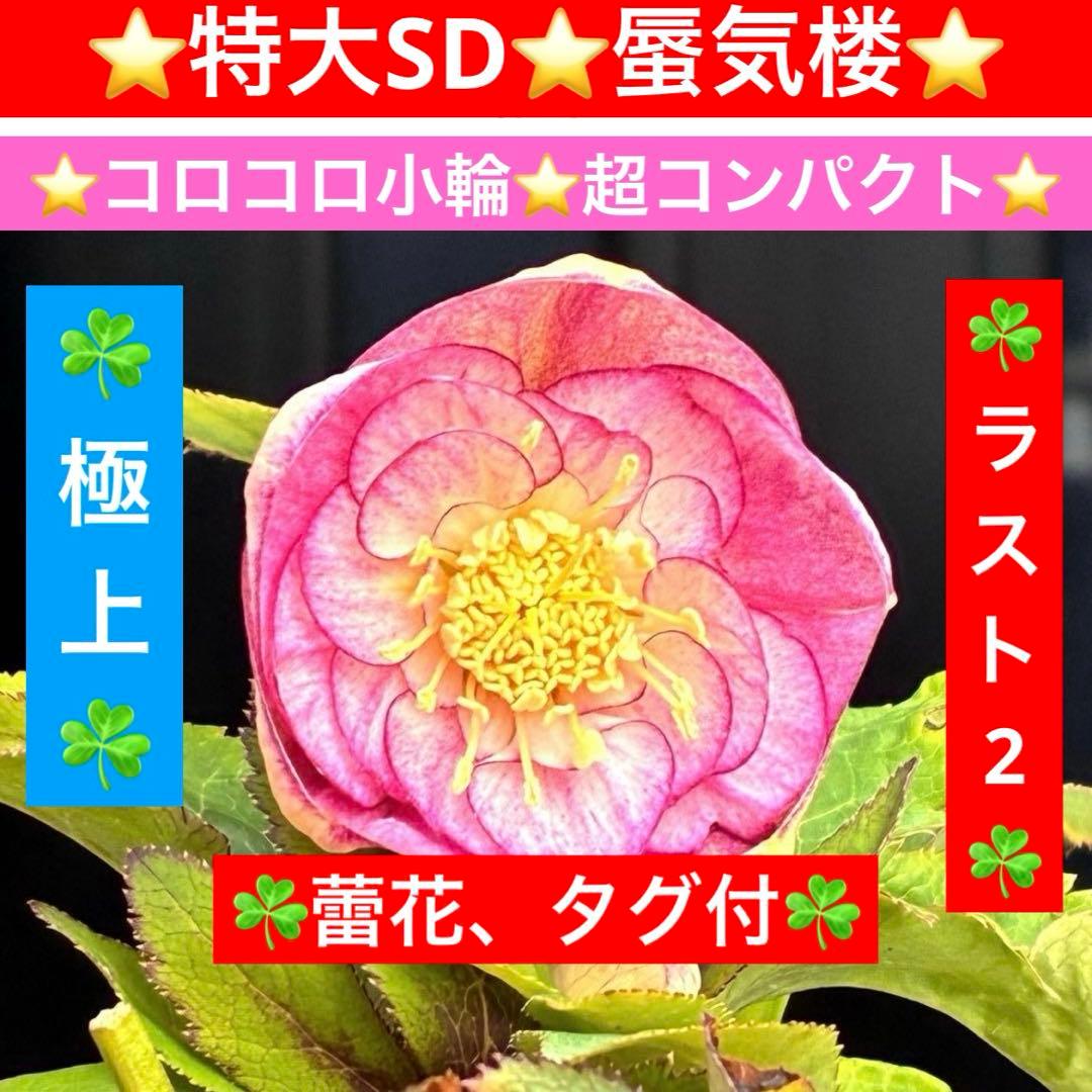 も*読様 530☘️ラスト2☘️蕾花タグ付☘️極上☘️特大SD⭐️蜃気楼⭐️コロ