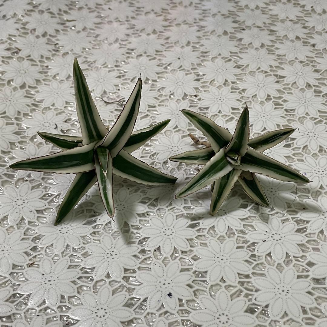 多肉植物アガベ 氷山 小株 2株同梱 発根済