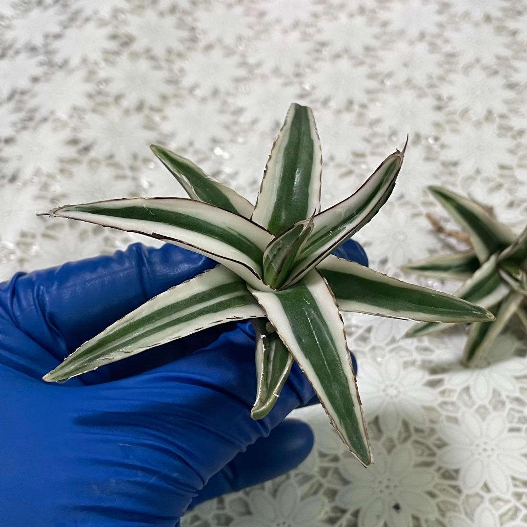 多肉植物アガベ 氷山 小株 2株同梱 発根済