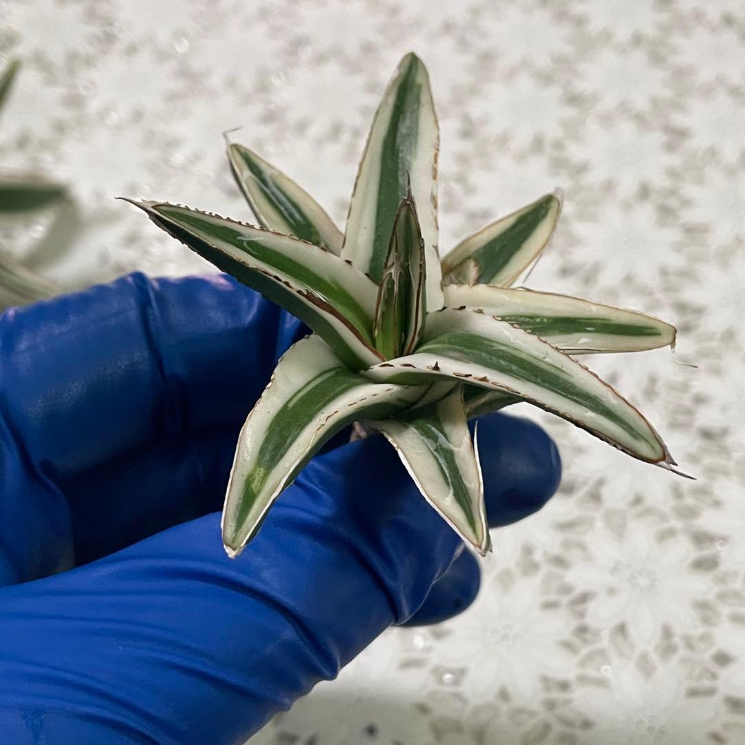 多肉植物アガベ 氷山 小株 2株同梱 発根済