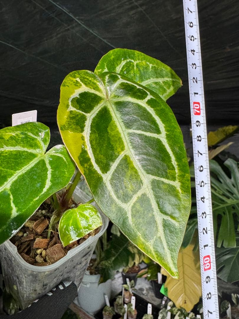 アンスリウム　ミシェル　x クリスタル　シルバー　レア交配　美斑入り　送料込み