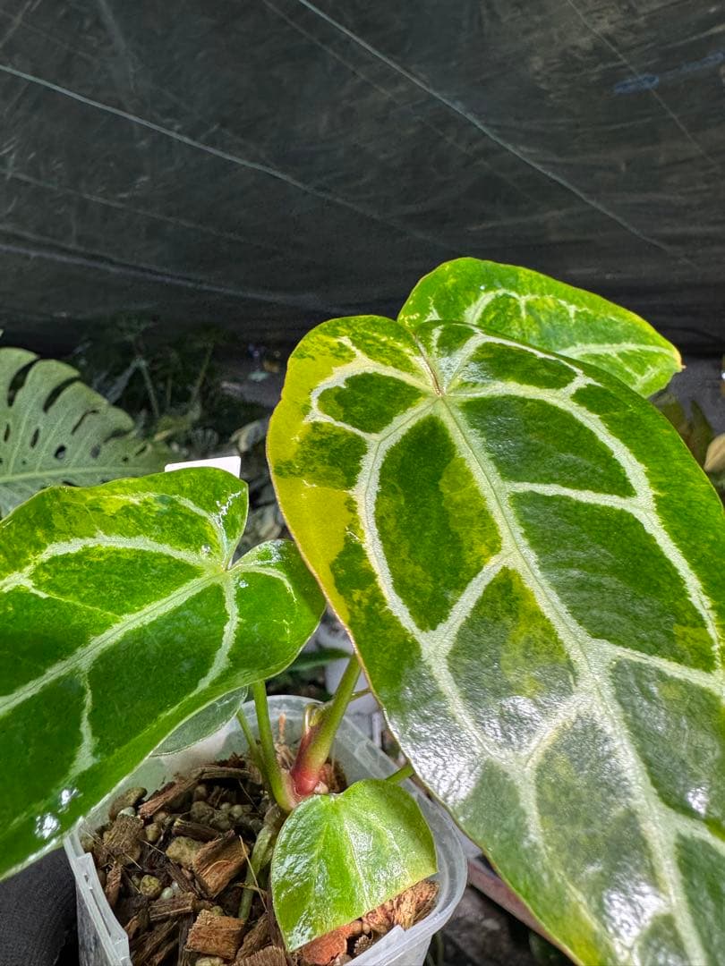 アンスリウム　ミシェル　x クリスタル　シルバー　レア交配　美斑入り　送料込み