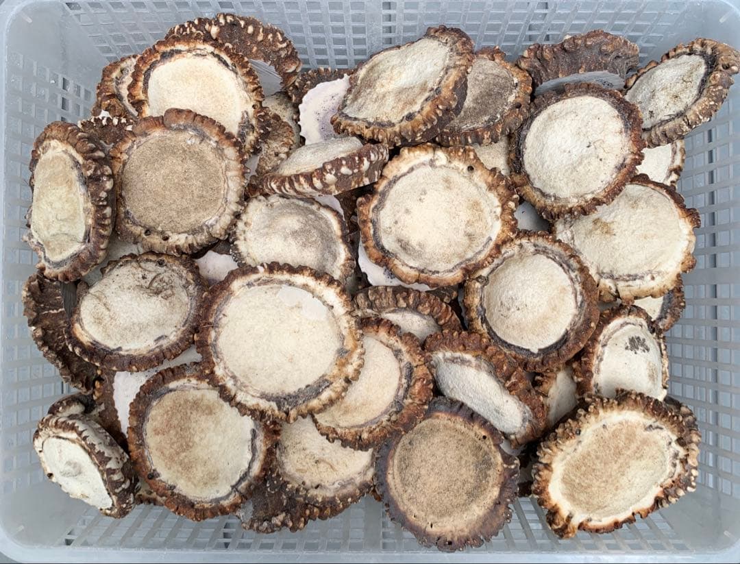 No.2050『鹿角加工材セット』鹿の角　エゾ鹿　鹿角　蝦夷鹿