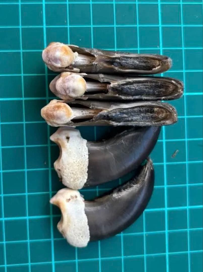 熊の爪 5個セット