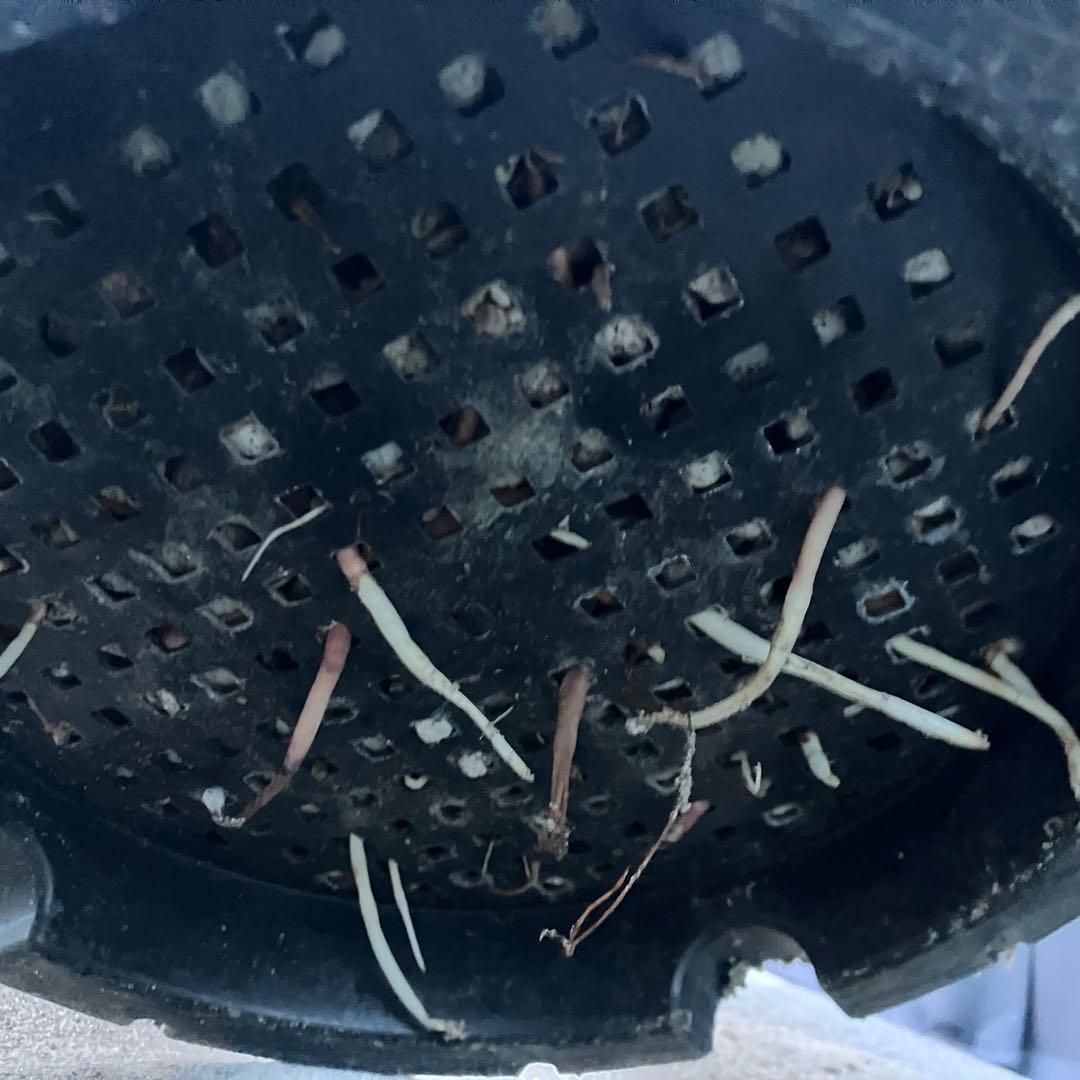 ユッカ ロストラータ　発根済　極太　TR23