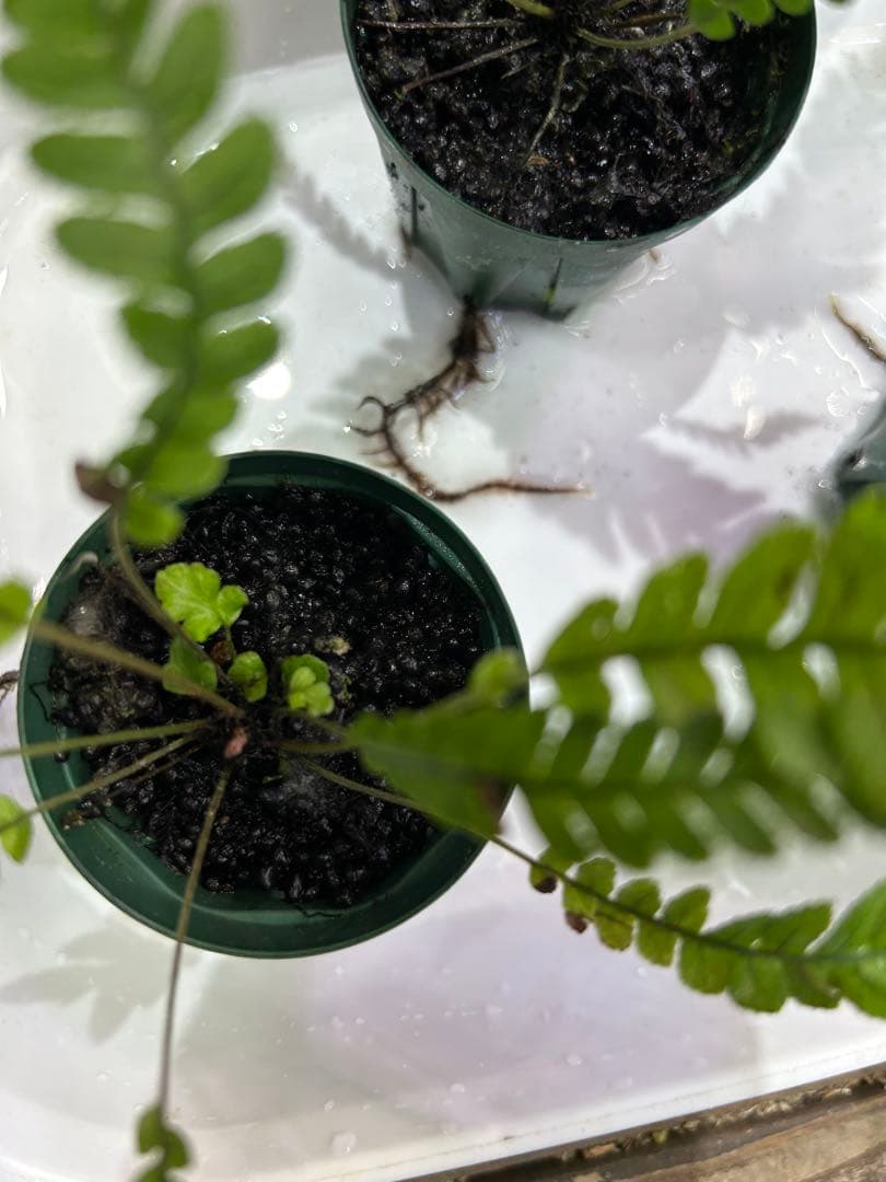 ブレクナム オブツサタムBlechnum obtusatum 5株