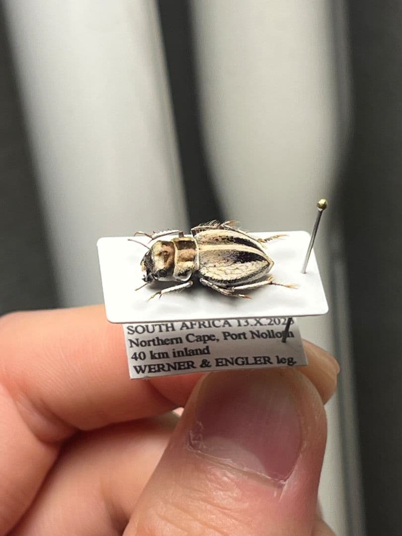 【14mm♀】クワガタモドキゴミムシダマシ Calognathus昆虫標本