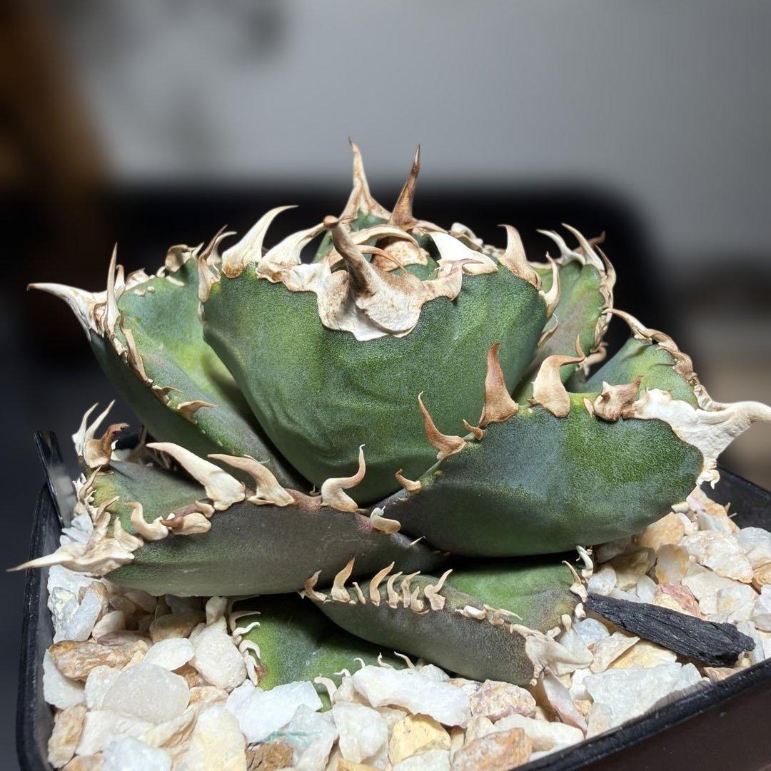 アガベチタノタ　金剛　キングコング　龍球会産OC ライセンスプランツさん株