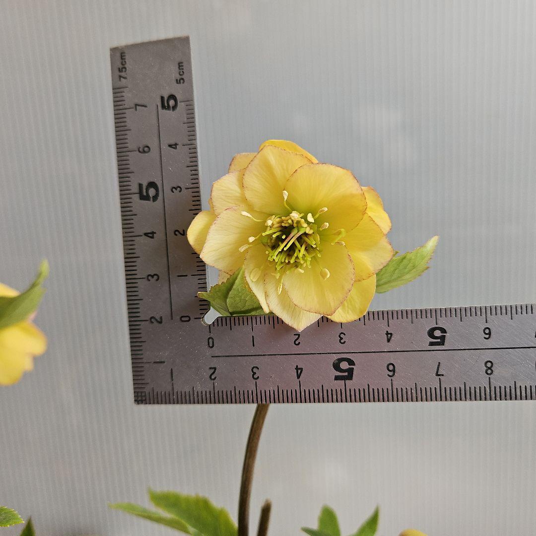 ✿㉖-297クリスマスローズ