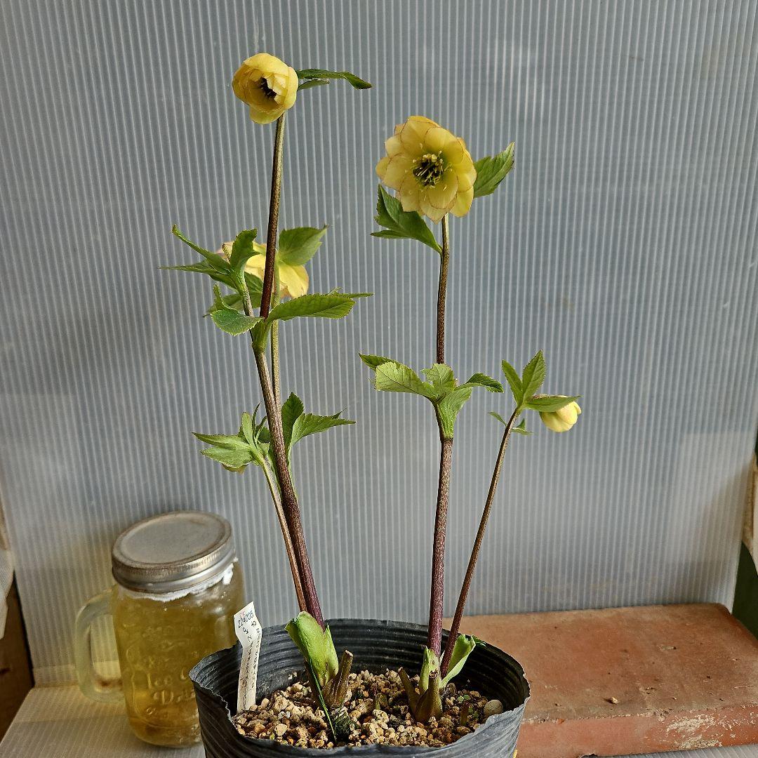 ✿㉖-297クリスマスローズ