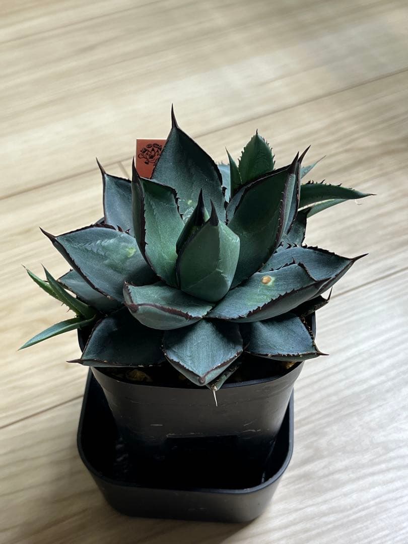 アガベ　甲羅×笹の雪