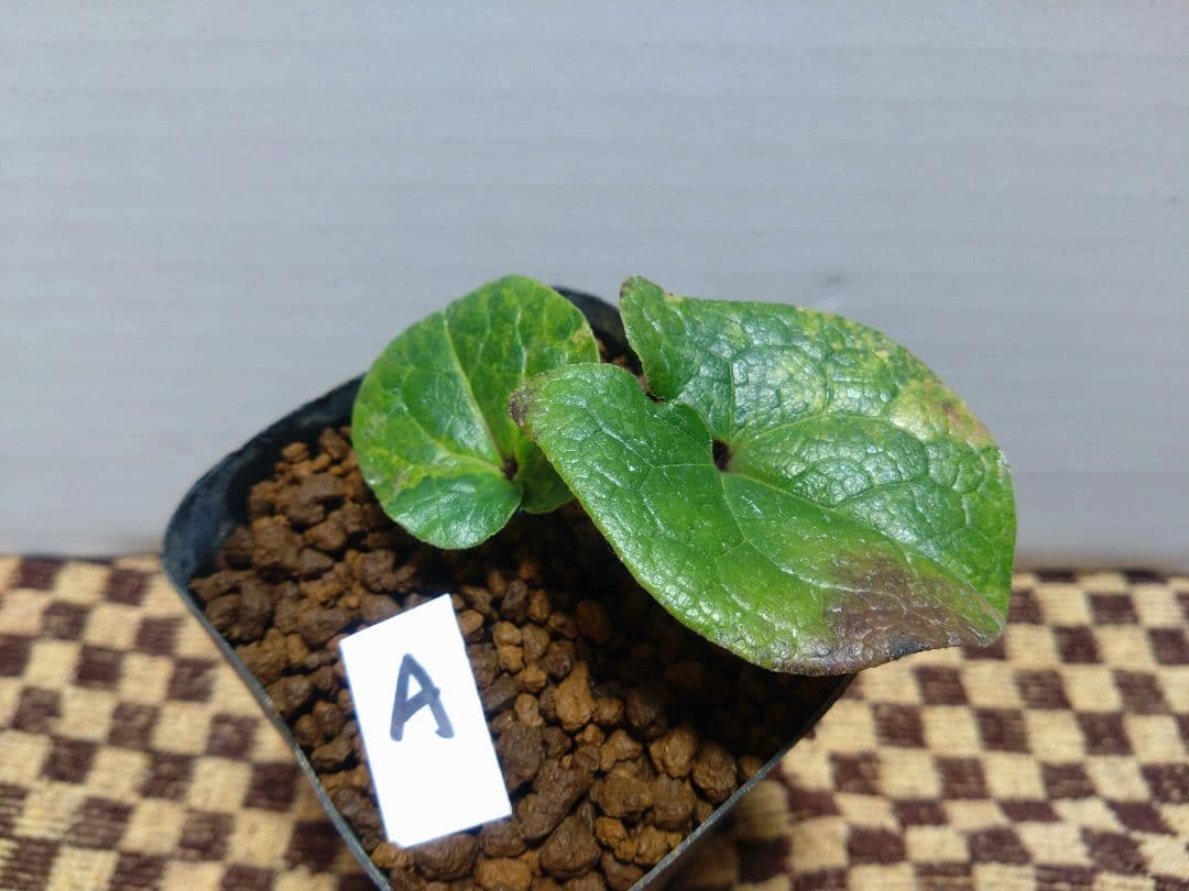 斑入り　カンアオイ　タマノカンアオイ　小次郎(こじろう)