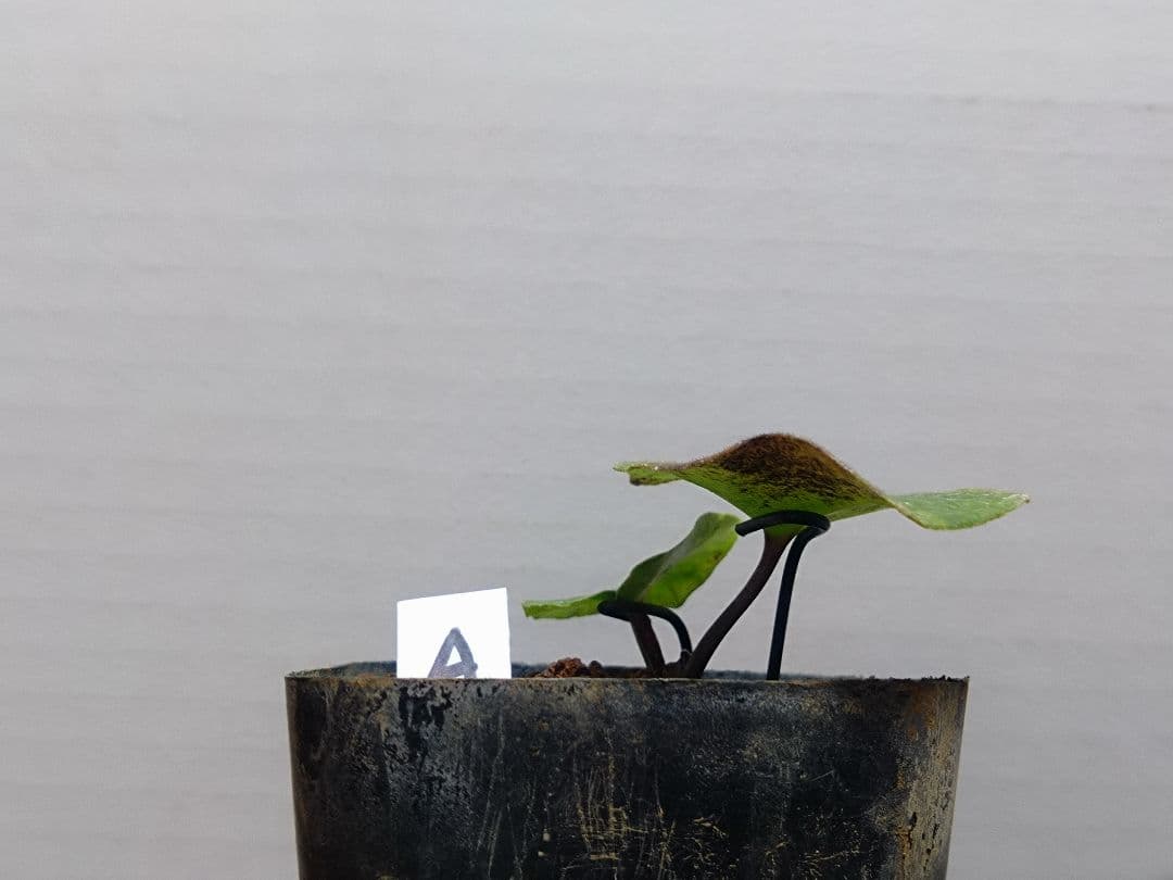 斑入り　カンアオイ　タマノカンアオイ　小次郎(こじろう)