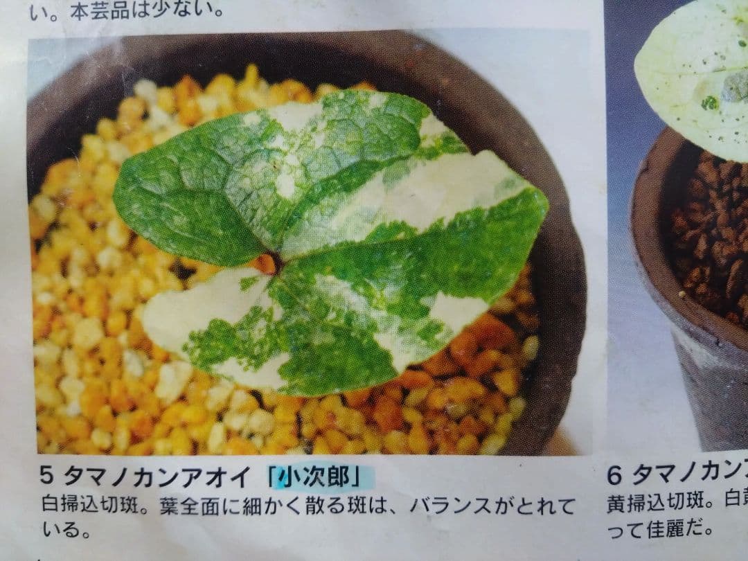 斑入り　カンアオイ　タマノカンアオイ　小次郎(こじろう)