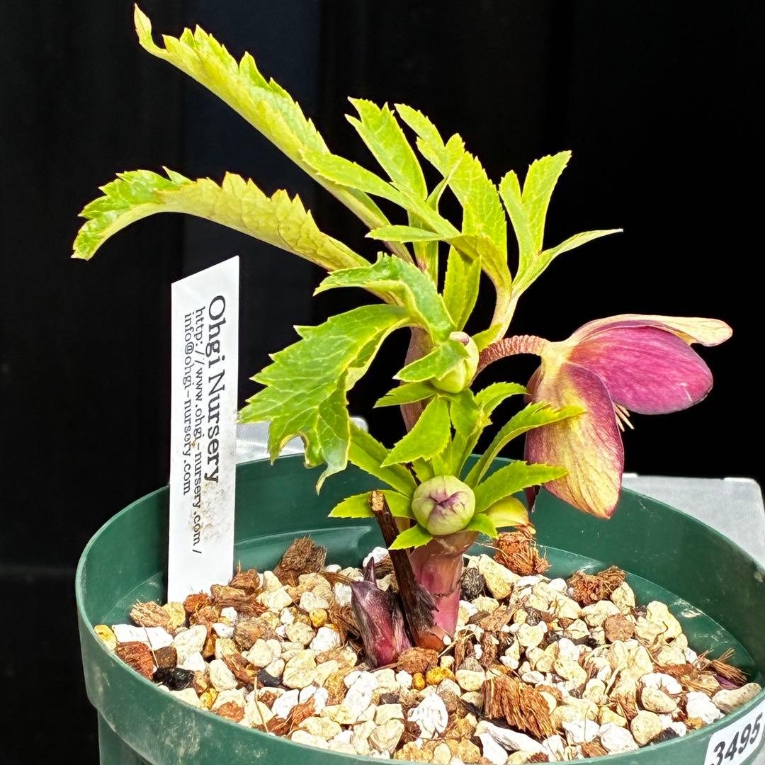 n*1様 3495☘️蕾花タグ付☘️SD⭐️トルカータスボスニアHYB⭐️￼超小