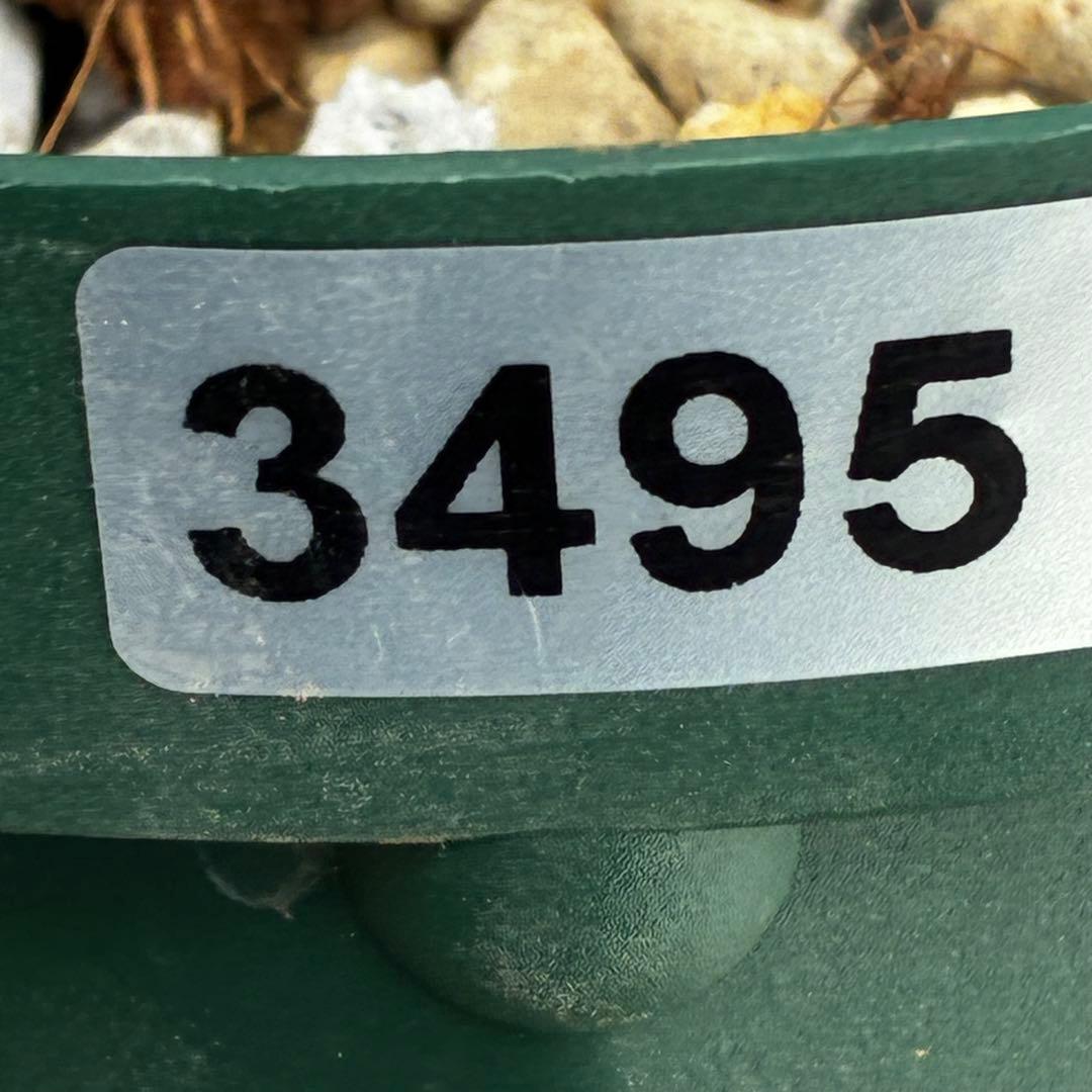 n*1様 3495☘️蕾花タグ付☘️SD⭐️トルカータスボスニアHYB⭐️￼超小