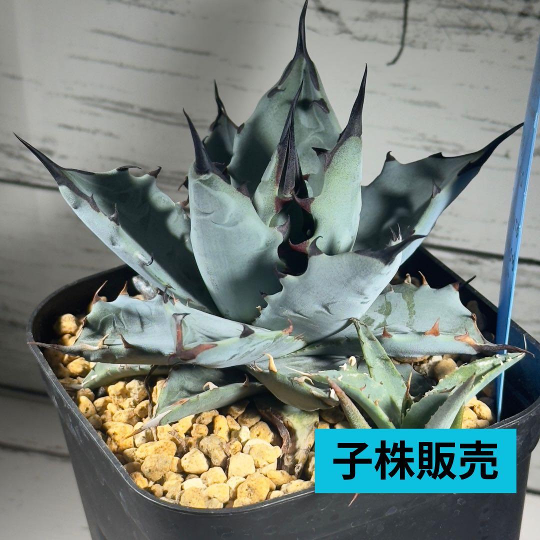 アガベ ハイブリッド ネバデンシスxBB 子株