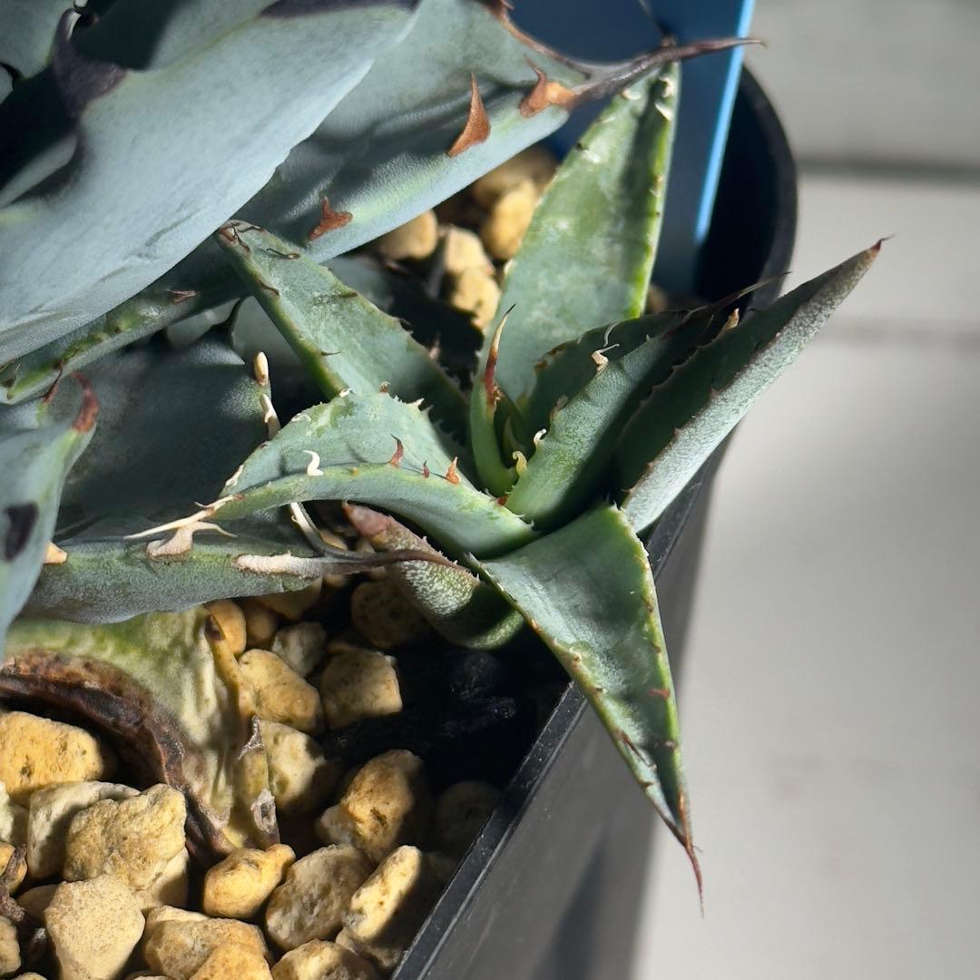 アガベ ハイブリッド ネバデンシスxBB 子株