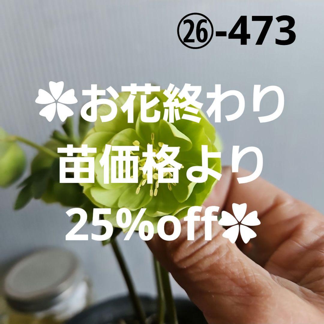 ＊ひまわり＊様ご検討苗㉖-473クリスマスローズ