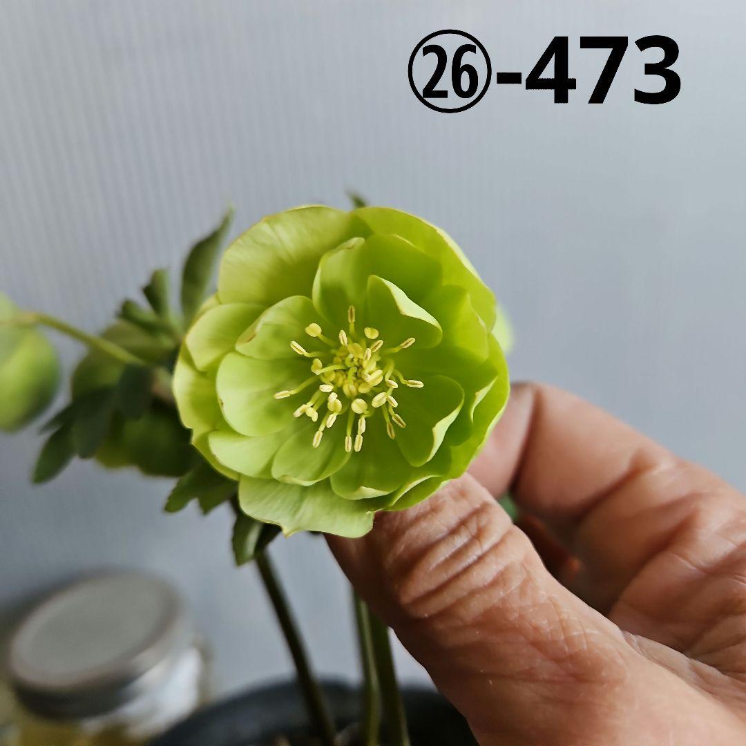 ＊ひまわり＊様ご検討苗㉖-473クリスマスローズ