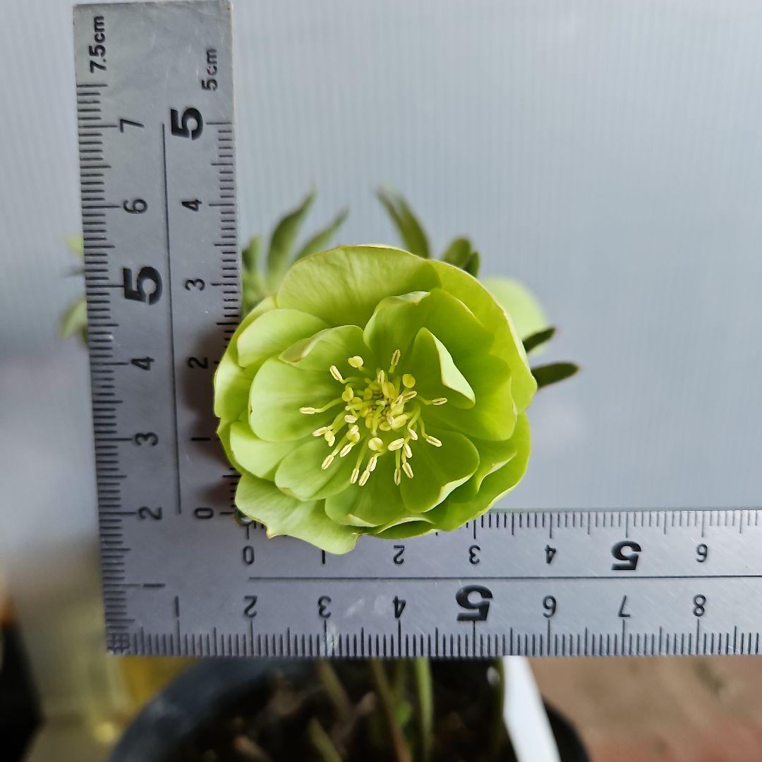 ＊ひまわり＊様ご検討苗㉖-473クリスマスローズ