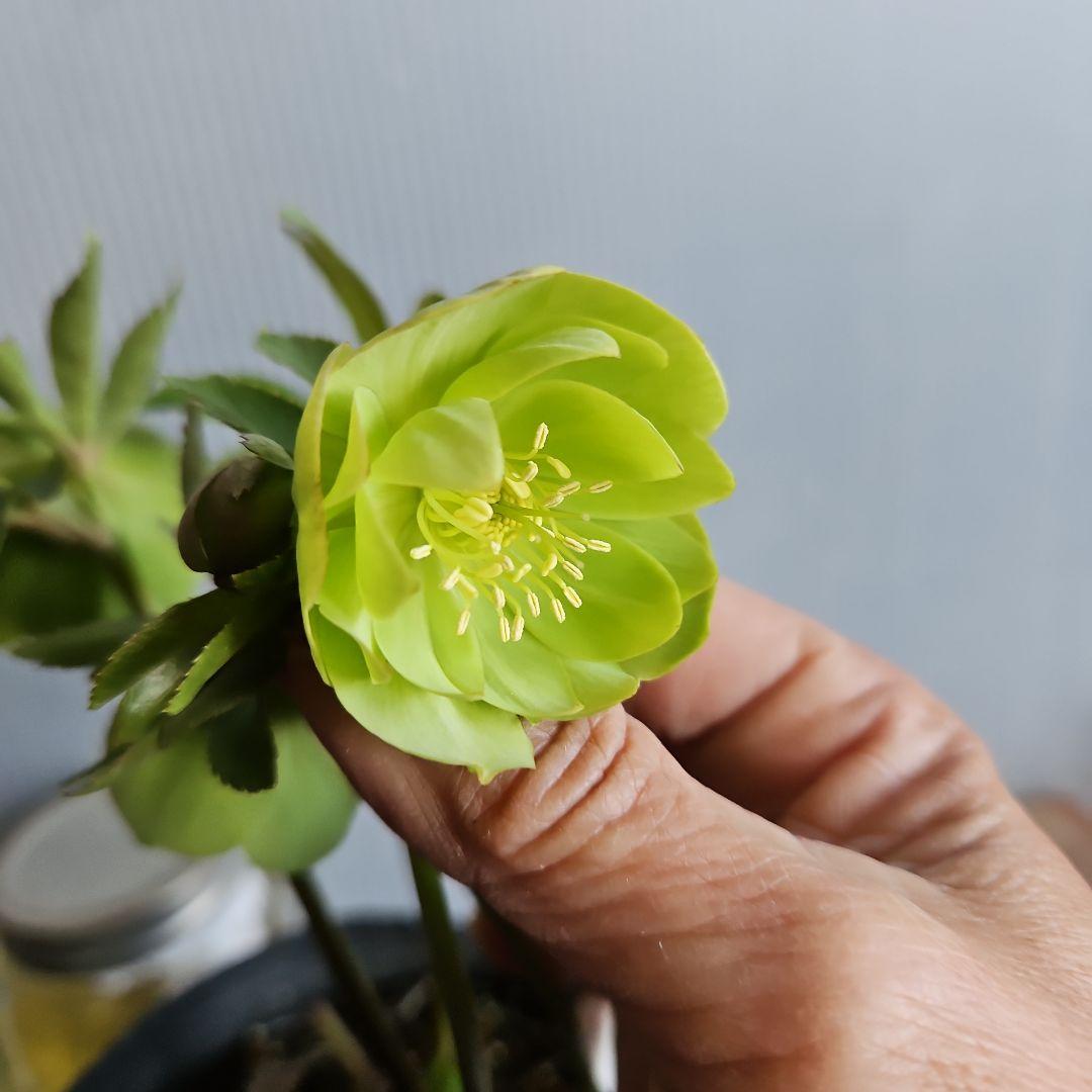 ＊ひまわり＊様ご検討苗㉖-473クリスマスローズ