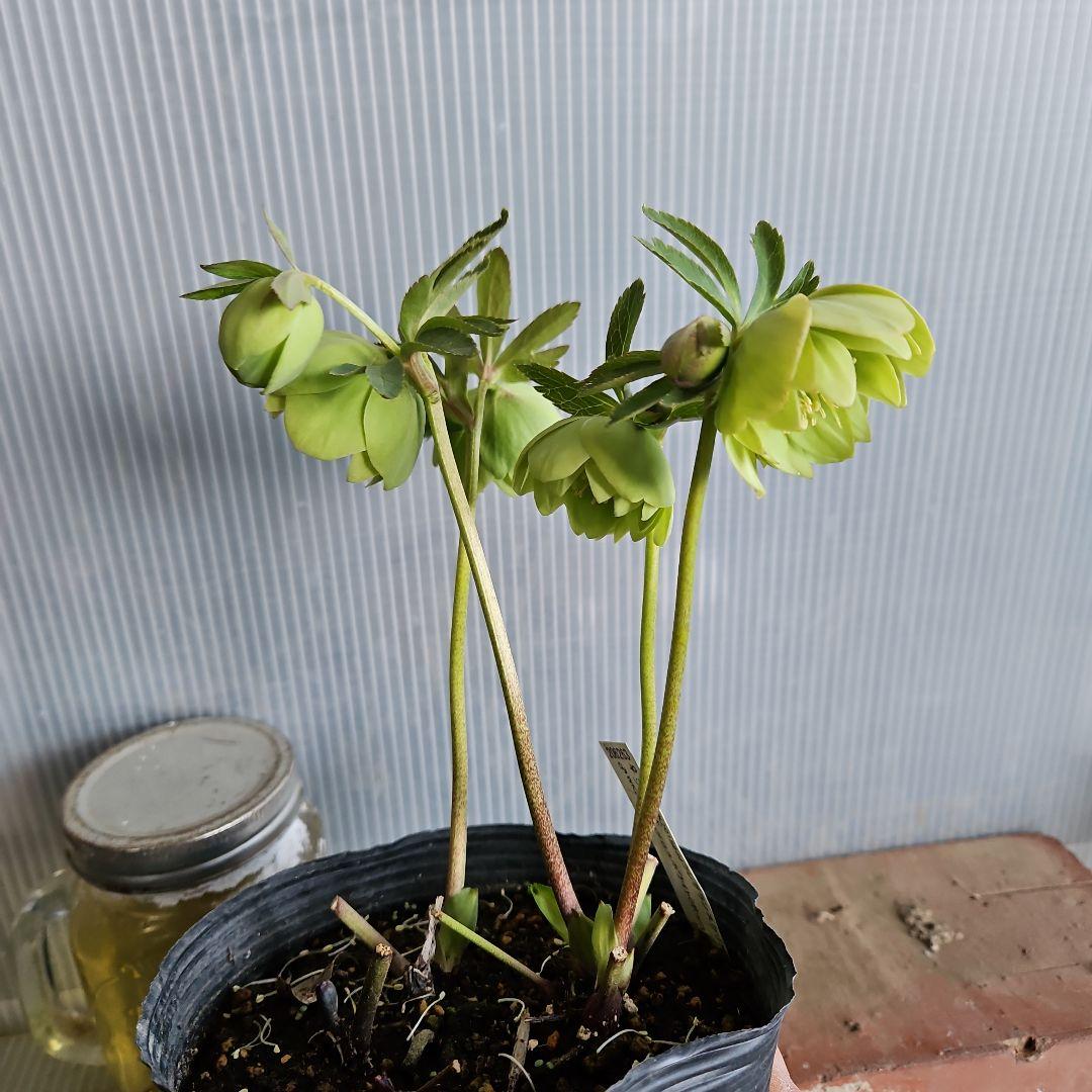 ＊ひまわり＊様ご検討苗㉖-473クリスマスローズ