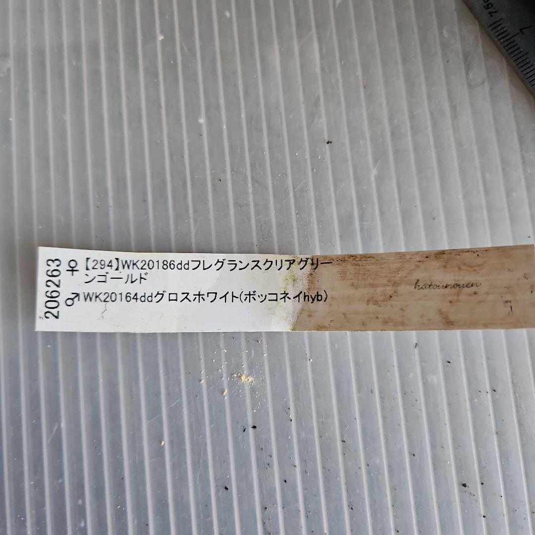 ＊ひまわり＊様ご検討苗㉖-473クリスマスローズ