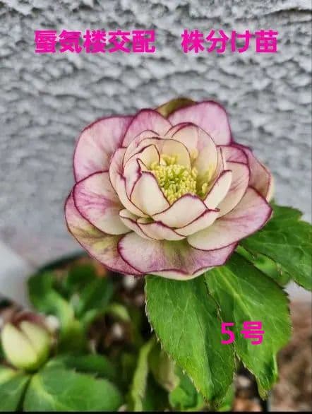 〈匿名発送〉 116 クリスマスローズ dd 蜃気楼交配 大木ナーセリ