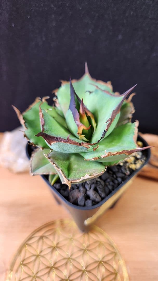 Dennis040 キングアーサー同血統　子株　①