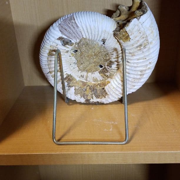 アンモナイト化石